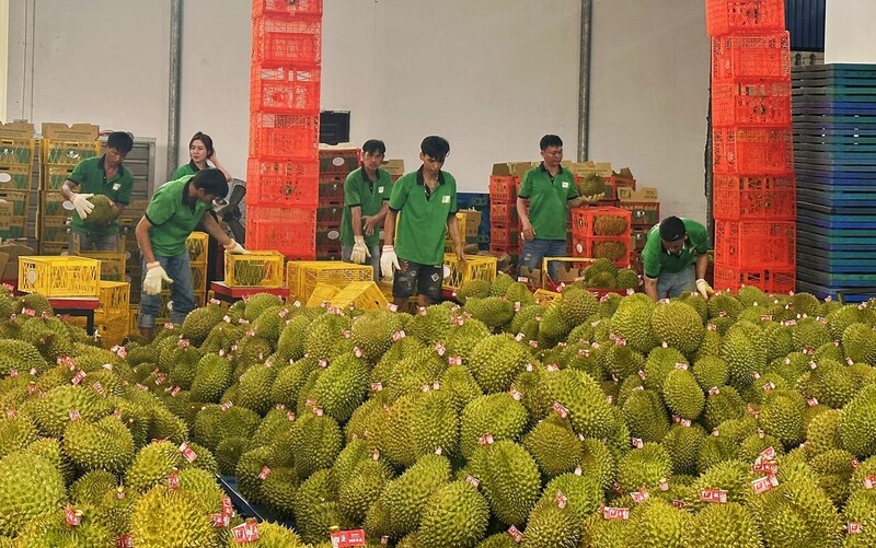 Sầu riêng Việt Nam được ưa chuộng tại Trung Quốc. Ảnh: VGP/Đỗ Hương