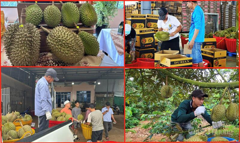 Nông dân Đắk Lắk thu hoạch sầu riêng. Ảnh: Vũ Long