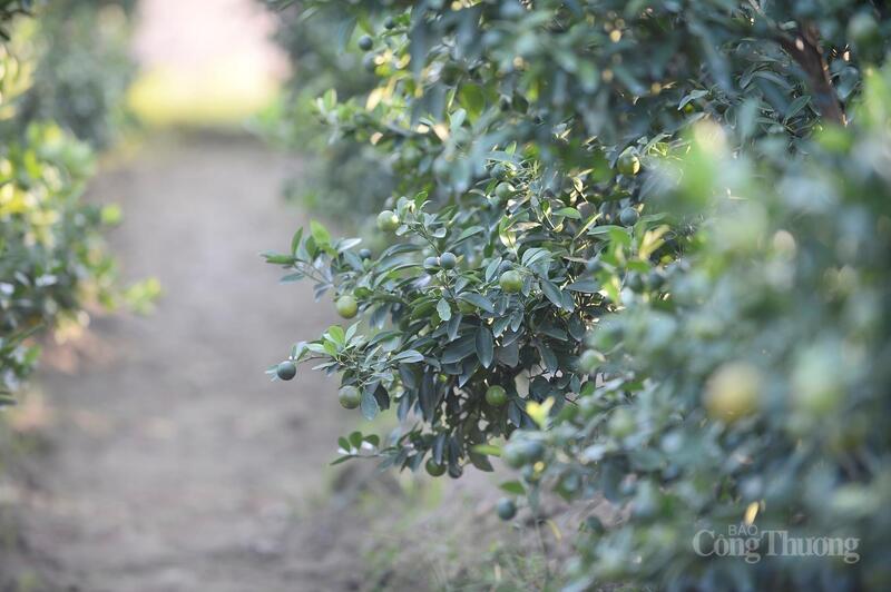 Nếu thuận lợi, chủ vườn sẽ thu về vài trăm triệu sau mỗi vụ.