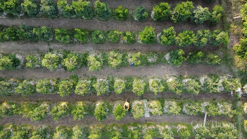 Nông dân tất bật chăm quất để phục vụ cho dịp Tết cổ truyền.