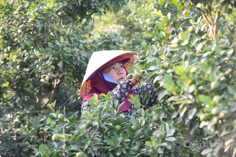 Để cây quất phát triển tốt, dáng đẹp, nông dân phải phải tỉa, uốn từng cành, che chắn gốc, đếm chồi non đúng thời điểm để điều chỉnh lượng quả. Công việc này đòi hỏi sự tỉ mỉ, kinh nghiệm của người trồng.