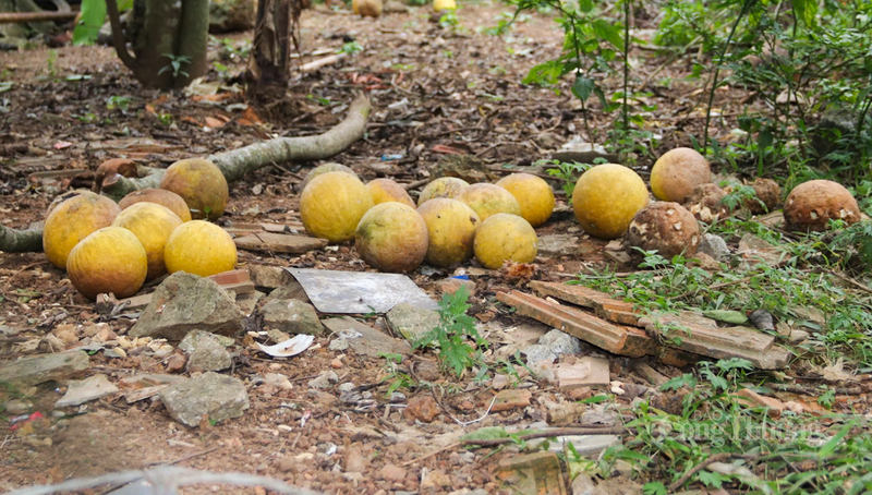 “Thời điểm này, bưởi đã bắt đầu chín, có thể cho thu hoạch. Song, phân nửa số quả bị rụng, số còn lại vẫn có nguy cơ tiếp tục hư hỏng. Công sức chăm sóc cho vườn bưởi coi như đổ sông, đổ bể”, bà Xuân chia sẻ.