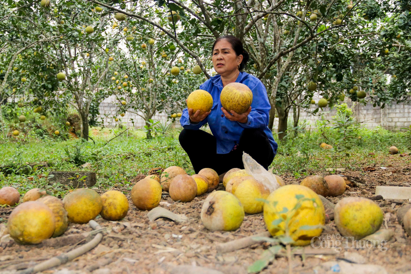 Bà Lê Thị Thanh Xuân, thôn Tân Tiến, xã Đức Thọ cho biết, do ảnh hưởng của mưa lũ kéo dài, hơn 50% sản lượng quả bị rụng, hư hỏng, gây thiệt hại lớn cho gia đình.