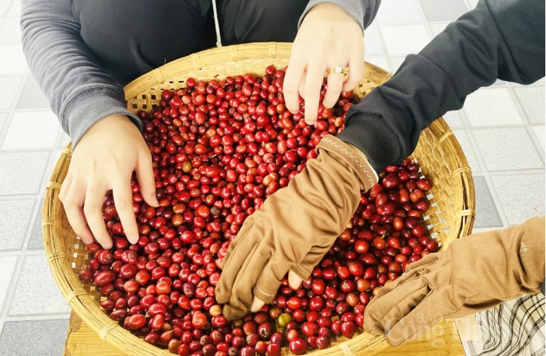 Giá cà phê Arabica giảm hơn 0,5% về mức 7.609 USD/tấn, giá cà phê Robusta tiếp tục mở rộng đà tăng sang phiên thứ 4 liên tiếp khi tăng hơn 1% lên mức 4.012 USD/tấn.