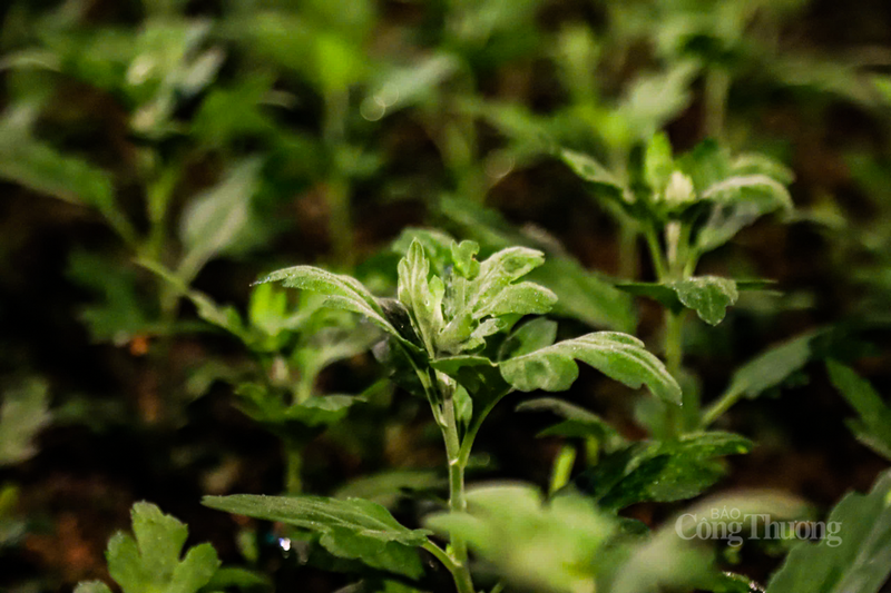 Thủ phủ hoa Tết ở Hà Tĩnh rực sáng, kỳ vọng vụ mùa thắng lợi - 9