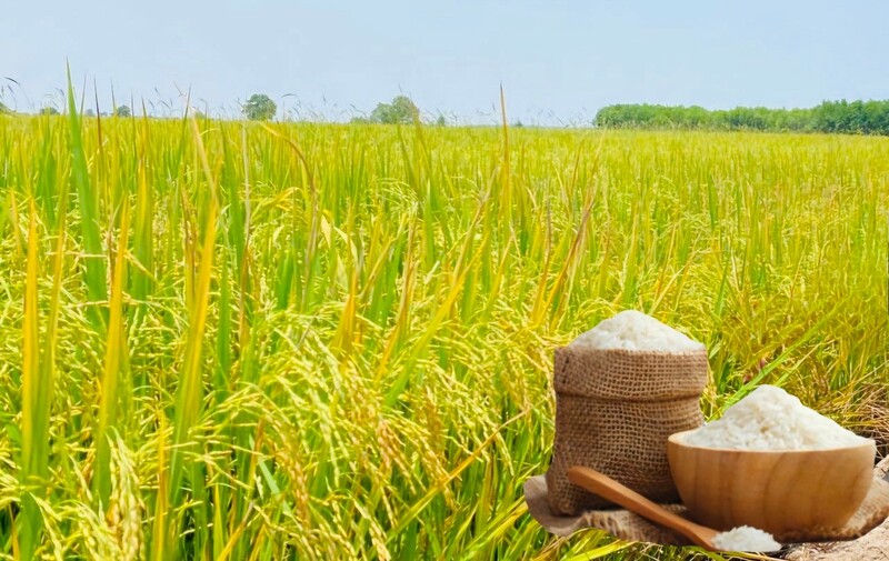 Giá lúa gạo hôm nay ngày 13/1/2026: Gạo bình ổn, Lúa tươi có xu hướng tăng. Ảnh: Thanh Minh.