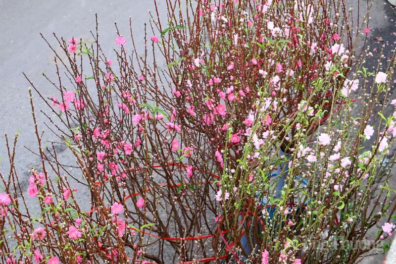 Những cành đào có giá dao động từ 50.000 - 200.000 đồng