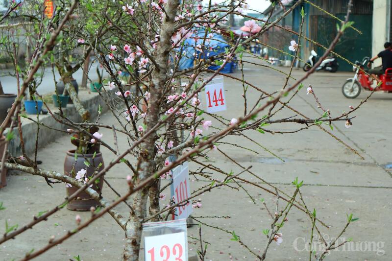 Giá hoa rừng dao động tùy theo kích thước và dáng cây từ 150.000 - 8.000.000