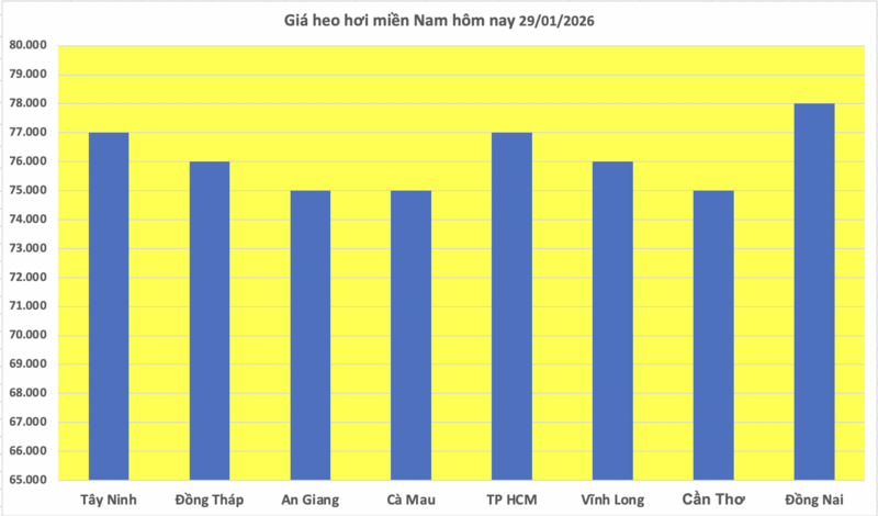 Giá heo hơi hôm nay 29/1/2026: Biến động trái chiều - 3