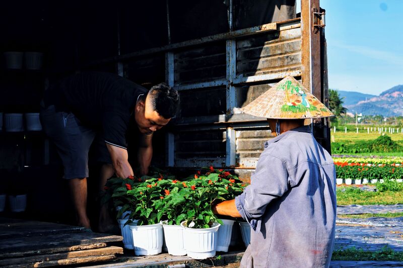 Một lượng lớn hoa tại Gò Giảng sẽ được vận chuyển phục vụ cho trang trí đường hoa tại bờ Tây cầu Rồng năm nay. Ảnh: Diễm Phúc