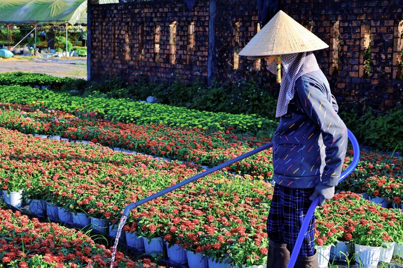 Các vườn sẽ bố trí nhân công tưới nước đều đặn hằng ngày để giữ độ tươi cho hoa. Ảnh: Diễm Phúc