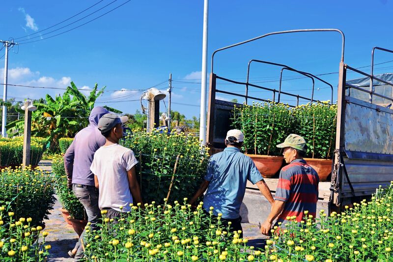 Hoa tại làng Dương Sơn không chỉ phục vụ thị trường Đà Nẵng mà còn được vận chuyển đi các tỉnh, thành phố lân cận như Quảng Ngãi, Huế... Ảnh: Diễm Phúc