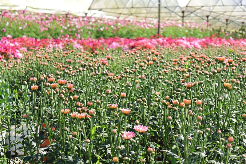 Các loại hoa khác như cúc Hàn Quốc có giá khoảng 100.000/chậu và 120.000/chậu đối với cúc mâm xôi. Các loại táo liên, hoa mặt trời cỡ mini cũng chỉ có giá khoảng từ 15.000 - 20.000/chậu. Ảnh: Diễm Phúc