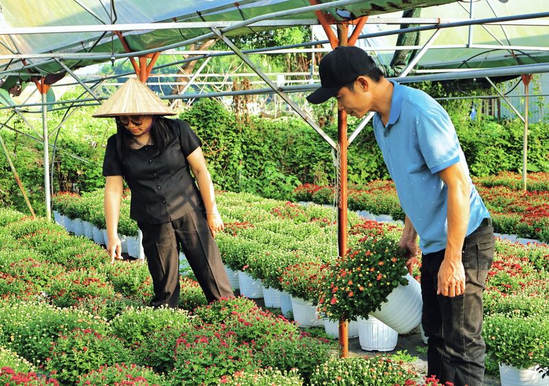 Các nhà vườn đánh giá, năm nay, người dân chủ động đặt trước hoa, mua hoa về trang trí tại nhà từ rất sớm. Ảnh: Diễm Phúc