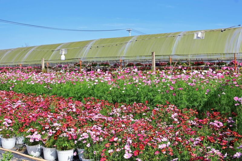 Ngoài một số loại hoa truyền thống, các nhà vườn còn trồng thêm hoa xác pháo, thu hải đường, cánh bướm... phục vụ đa dạng nhu cầu của khách hàng. Ảnh: Diễm Phúc