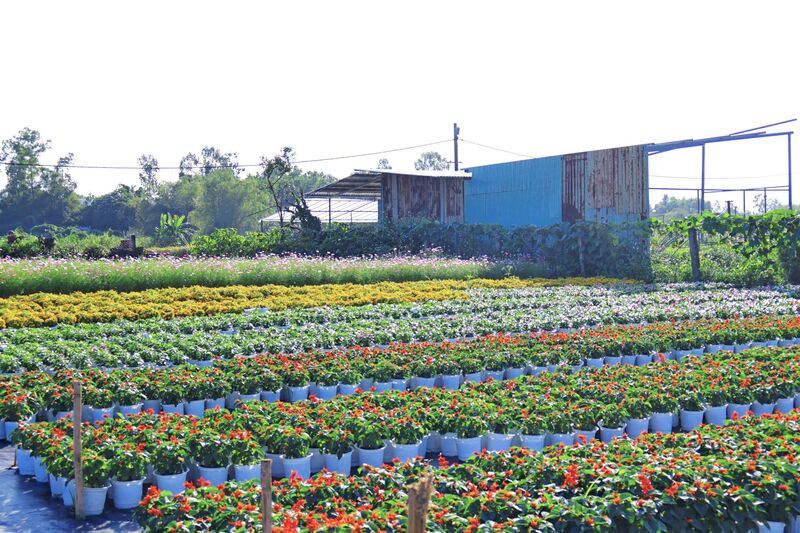 Tại làng hoa Gò Giảng, các nhà vườn cũng đang tất bật chuẩn bị hoa cho giai đoạn cao điểm này. Với diện tích 3ha, anh Phạm Minh Hùng trồng hơn 10 loại hoa như: cúc lá nhám, cúc Hàn Quốc, cúc pha lê, táo liên, hoa mặt trời... Trong đó, cúc Hàn Quốc và dạ yến thảo chiếm phần lớn. Ảnh: Diễm Phúc