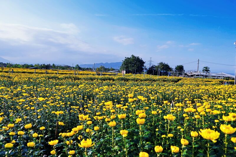 Tại vườn của ông Đặng Công Hưởng, hơn 1.300 chậu hoa cúc đá đa dạng từ nhiều kích cỡ, trong đó cỡ nhỏ có giá 750.000/cặp, cỡ lớn có giá hơn 2 triệu triệu/cặp. Ảnh: Diễm Phúc