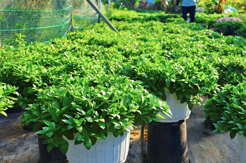 Anh Hùng cho biết, hầu hết các vườn tại Gò Giảng đều trồng hoa quanh năm để cung ứng cho thị trường, thế nên vào đầu tháng 1, anh đã bắt đầu xuống giống lứa mới, chuẩn bị sẵn sàng cho nhu cầu của người dân lúc ra Tết. Ảnh: Diễm Phúc