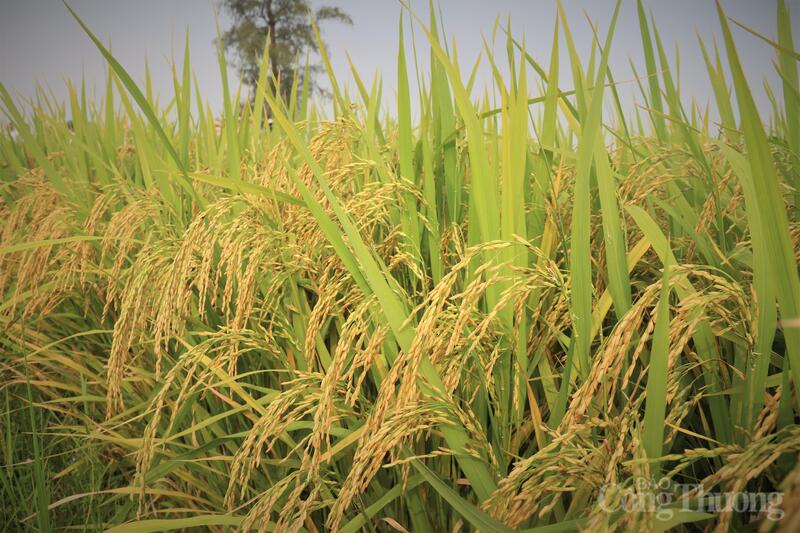 Phát triển lúa gạo phát thải thấp thích ứng biến đổi khí hậu là chìa khóa để nâng cao giá trị xuất khẩu, xây dựng thương hiệu quốc gia bền vững. Ảnh: N.H