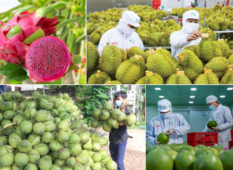 Những biến động địa chính trị bùng phát từ tháng 3/2026 buộc doanh nghiệp rau quả Việt Nam phải điều chỉnh chiến lược theo hướng thận trọng và linh hoạt hơn, thậm chí mang tính sống còn.