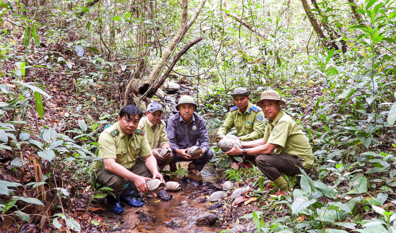 Lực lượng chức năng tiến hành thả các cá thể rùa núi vàng (Indotestudo elongata).