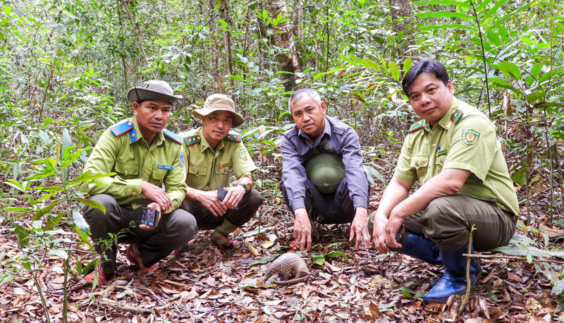 Lực lượng chức năng thả cá thể tê tê Java về rừng tự nhiên. Ảnh: ĐVCC