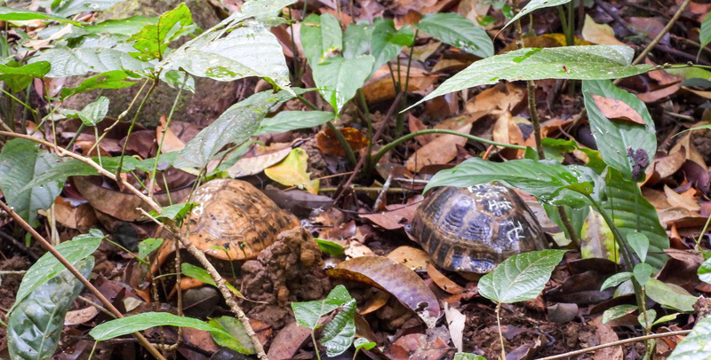 Gia Lai: Thả tê tê Java cùng nhiều động vật quý hiếm về rừng tự nhiên - 8