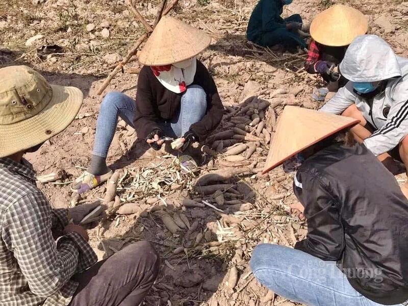 Thu hoạch mì không chỉ là công việc mưu sinh, phát triển sinh kế mà còn là dịp gắn kết tình làng nghĩa xóm.