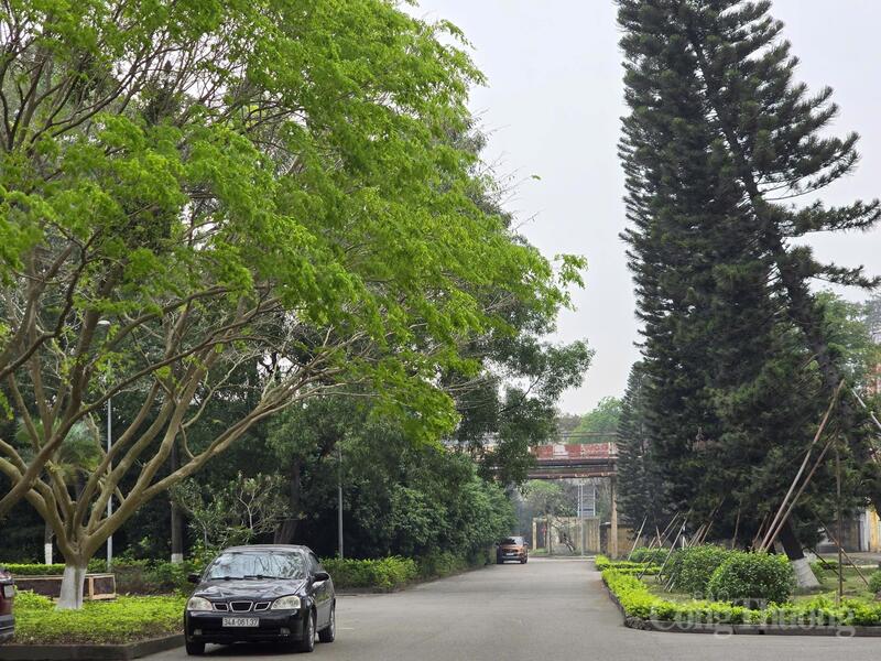 Cảnh quan môi trường trong Nhà máy Nhiệt điện Phả Lại