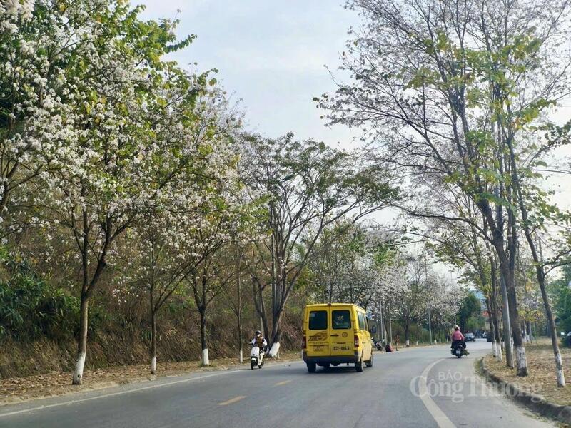 Hình ảnh những con đường phủ trắng sắc hoa ban tạo nên khung cảnh đặc trưng của vùng đất lịch sử Điện Biên, thu hút đông đảo du khách đến tham quan, khám phá.