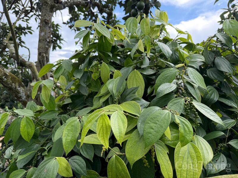 Vườn hồ tiêu tại Lâm Đồng.