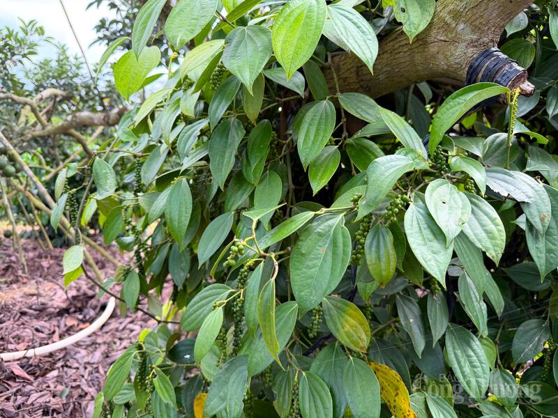 Cây hồ tiêu tại Lâm Đồng