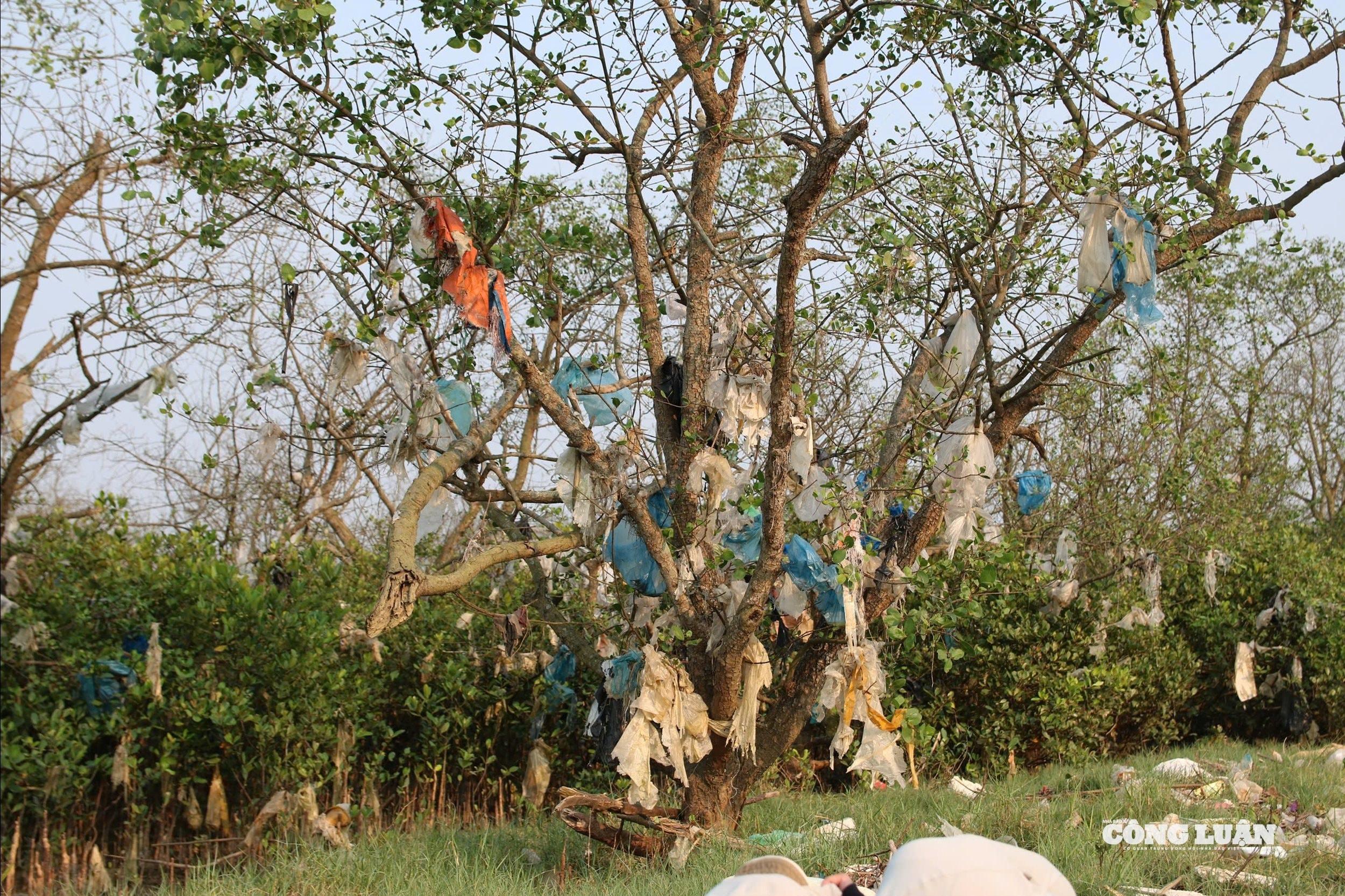 Những “cây rác” đủ loại, phủ kín từng tán lá, cành cây.