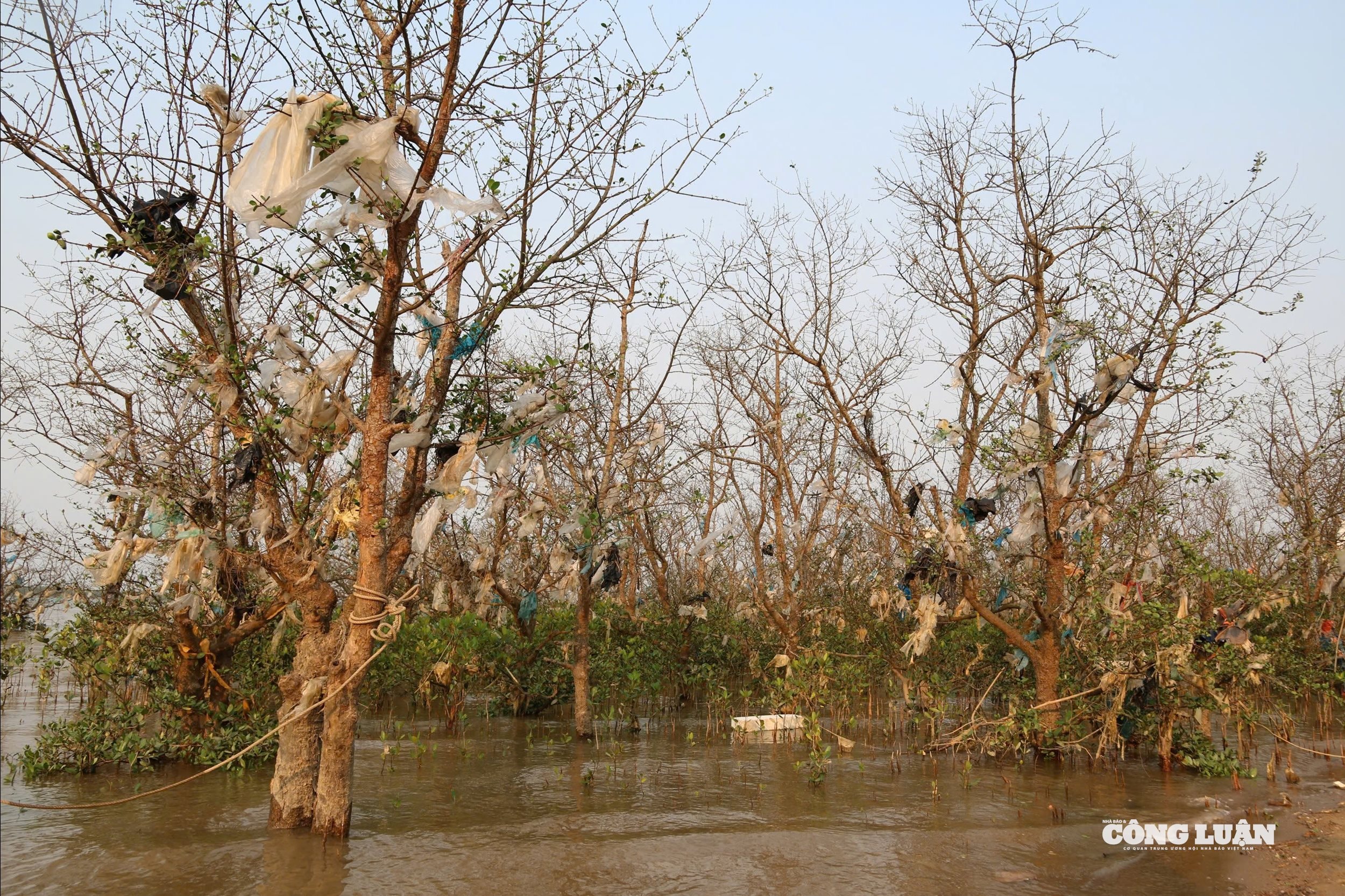 Nhiều loại rác thải, chai nhựa, xốp bám dày đặc trên các tán cây bần.