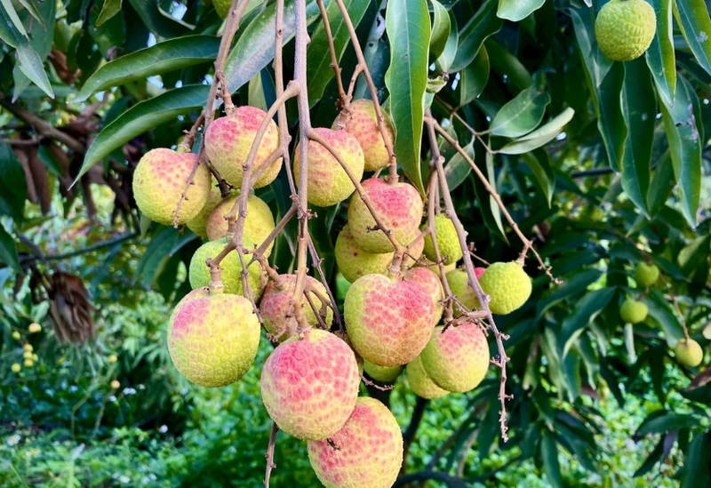 Vải u trứng trắng có giá từ 95.000 - 98.000 đồng/kg. Ảnh minh hoạ