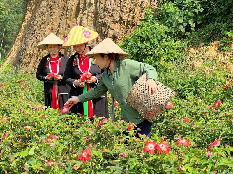 Chị Nguyễn Thị Bình cùng thành viên trong hợp tác xã thu hoạch dược liệu.