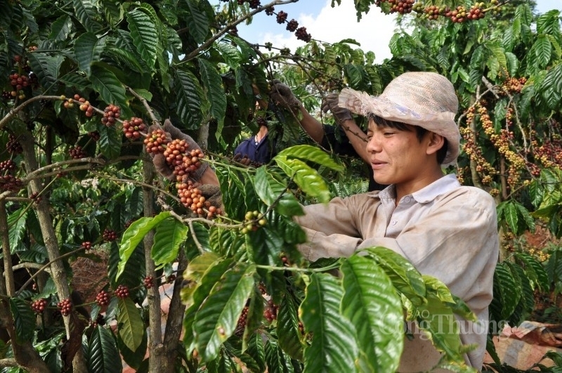 Nguồn cung thắt chặt hỗ trợ giá cà phê thế giới phục hồi.