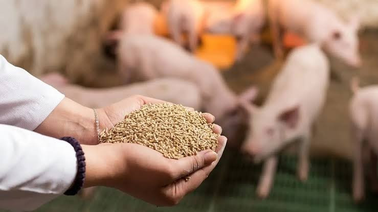 Sản xuất, buôn bán thức ăn chăn nuôi chứa chất cấm bị phạt tới 100 triệu đồng. Ảnh minh họa - VT images.jpg