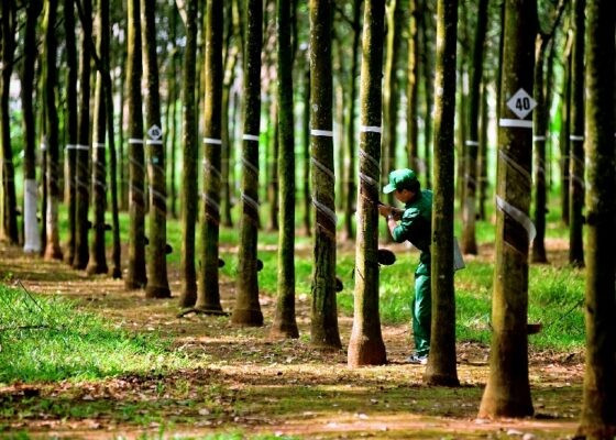Doanh nghiệp vẫn kỳ vọng khoản đền bù đất sẽ tạo động lực cho lợi nhuận cả năm. Ảnh: TRC. hoang-cong-hung-02-cong-nhan-va-rung-cay-560x400.jpg