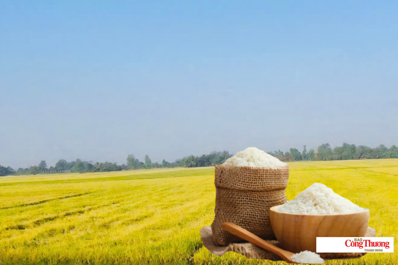 Giá lúa gạo hôm nay ngày 28/7/2026: Gạo xuất khẩu tăng, lúa tươi vững giá.