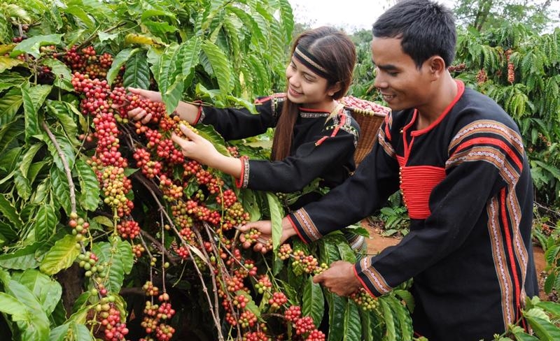 Bản tin nông sản hôm nay (31-7): Giá cà phê giảm, giá hồ tiêu ổn định