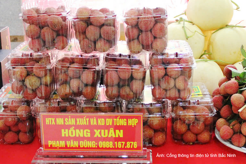 Trái vải thiều của Hợp tác xã Hồng Xuân đang từng bước khẳng định vị thế trên thị trường.