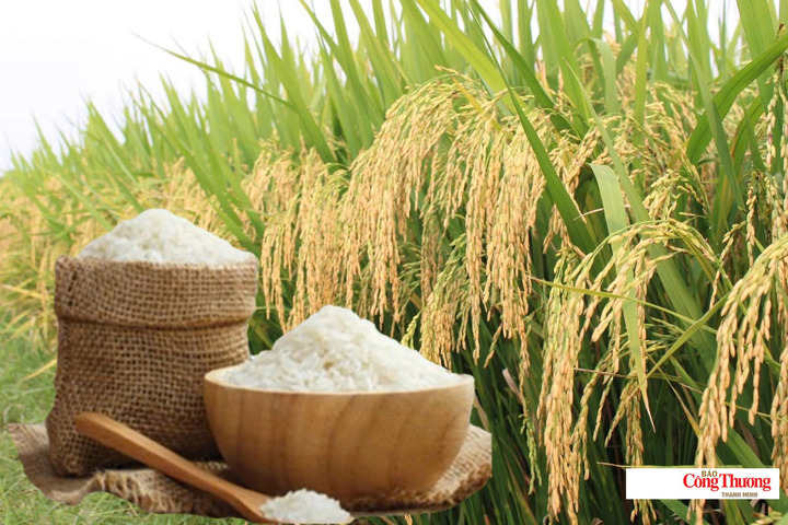 Giá lúa gạo hôm nay ngày 16/8/2026, tuần qua: Lúa, gạo xuất khẩu biến động.