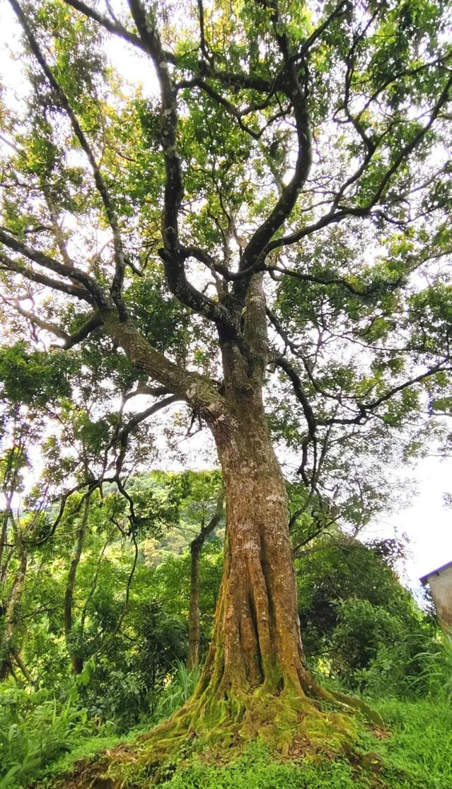 Cây sang trắng với thân cây lớn, tán rộng, nổi bật trên khu vực có nhiều đá ở lối vào Mường Lống. Ảnh: V. Hòa cay-sang.jpg