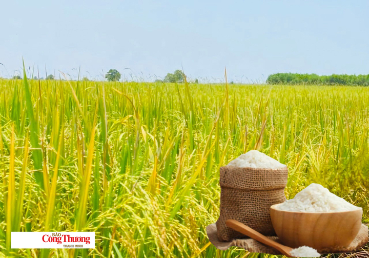 Giá lúa gạo hôm nay ngày 24/9/2026: Gạo Đài thơm tăng 500 đồng/kg.