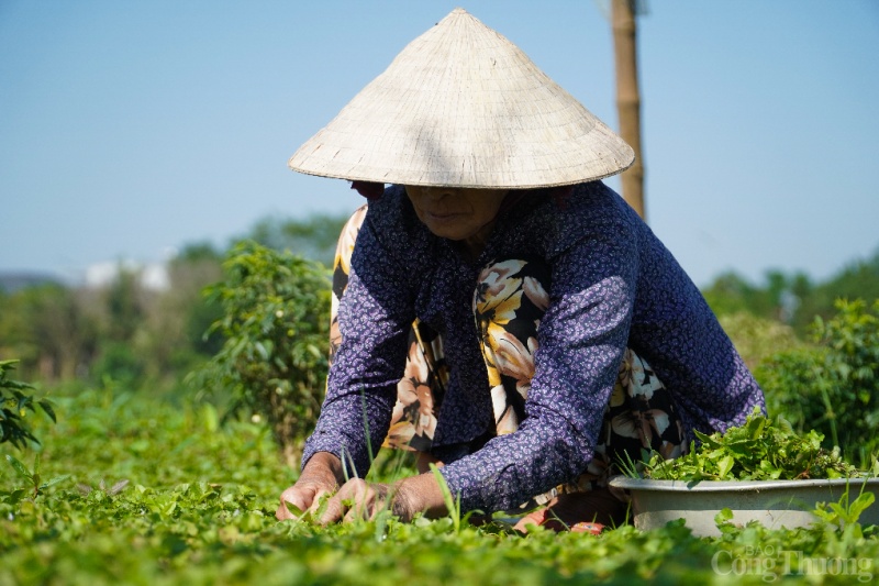 Mục sở thị vùng rau lớn nhất TP. Đà Nẵng vào vụ Tết Quý Mão