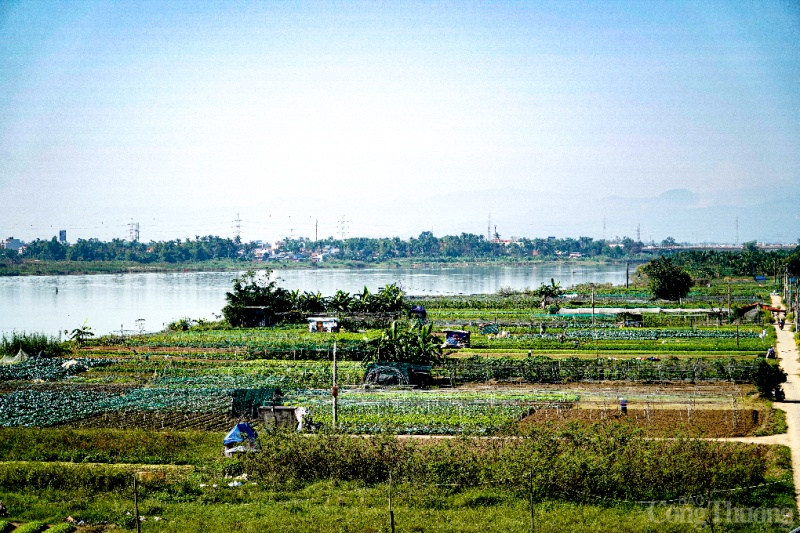 Mục sở thị vùng rau lớn nhất TP. Đà Nẵng vào vụ Tết Quý Mão
